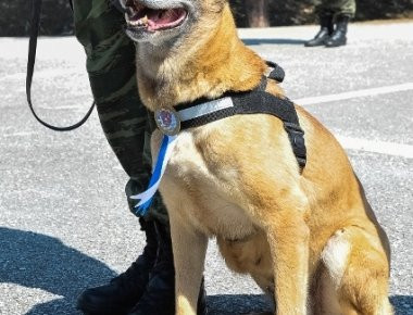 To θηλυκό βελγικό ποιμενικό που παρασημοφορήθηκε από το ΓΕΣ επειδή ... 43 «παιδιά» της υπηρετούν σε μονάδες και φυλάκια (φωτό)